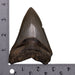 Real Megalodon Tooth