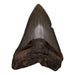 Real Megalodon Tooth