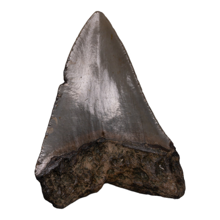 Real Megalodon Tooth