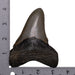 Real Megalodon Tooth