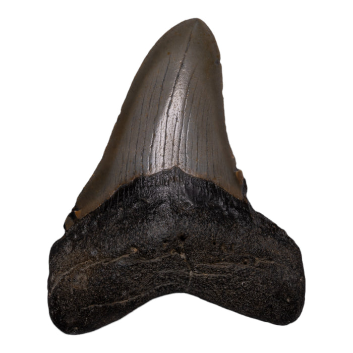 Real Megalodon Tooth