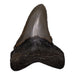 Real Megalodon Tooth