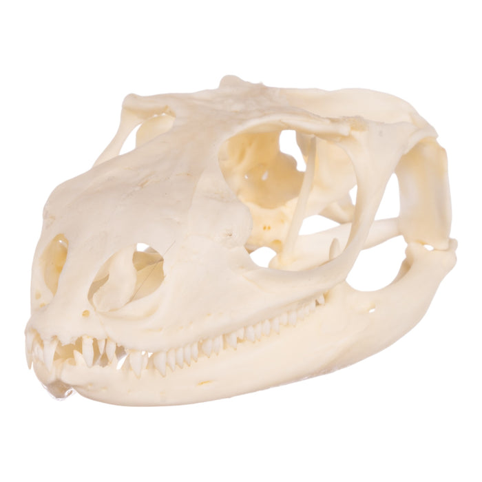 Real Spiny-tailed Iguana Skull