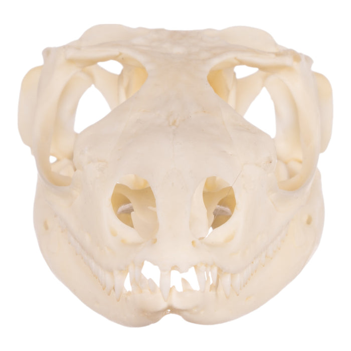 Real Spiny-tailed Iguana Skull