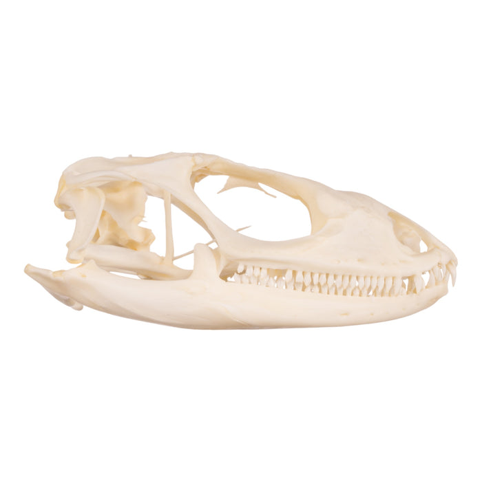 Real Spiny-tailed Iguana Skull