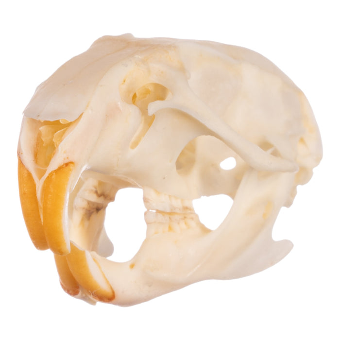 Real Hispid Cotton Rat Skull