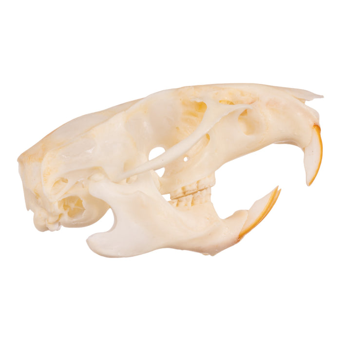 Real Hispid Cotton Rat Skull