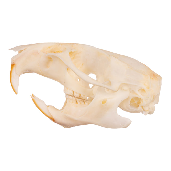 Real Hispid Cotton Rat Skull