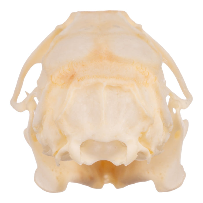 Real Hispid Cotton Rat Skull