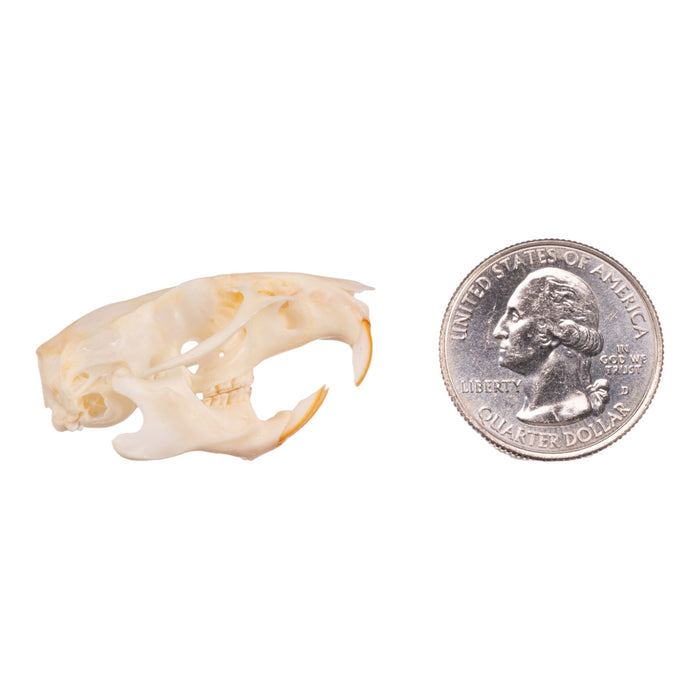 Real Hispid Cotton Rat Skull