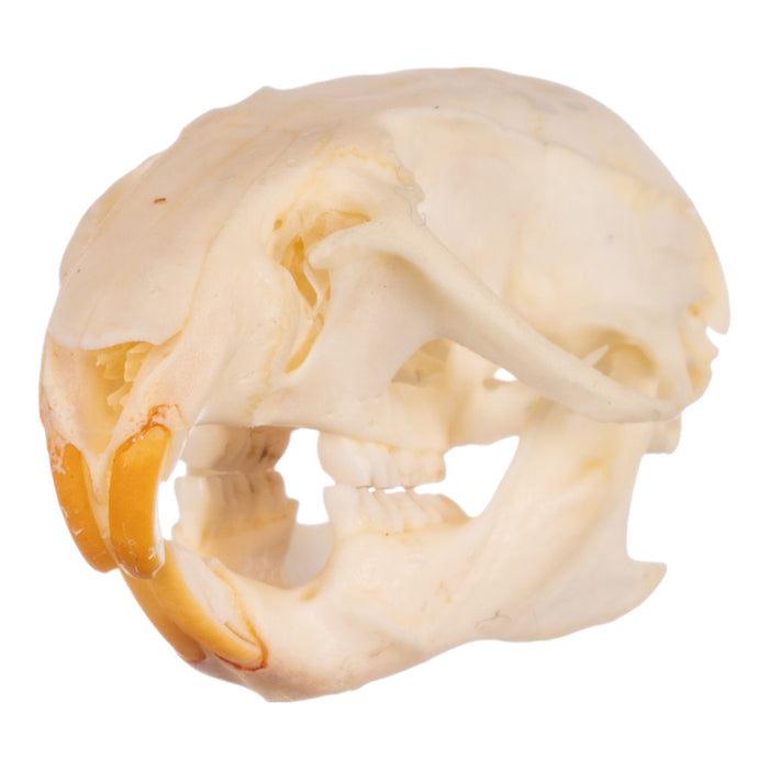 Real Hispid Cotton Rat Skull