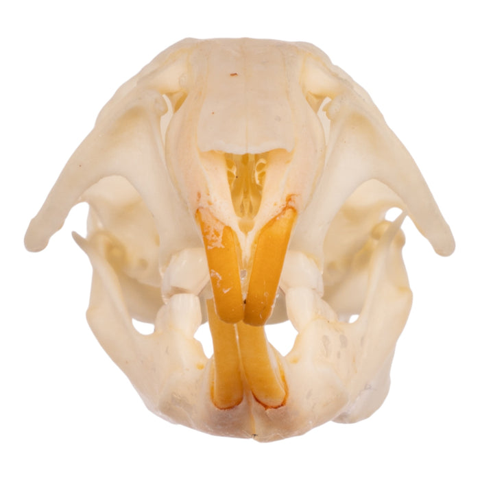 Real Hispid Cotton Rat Skull