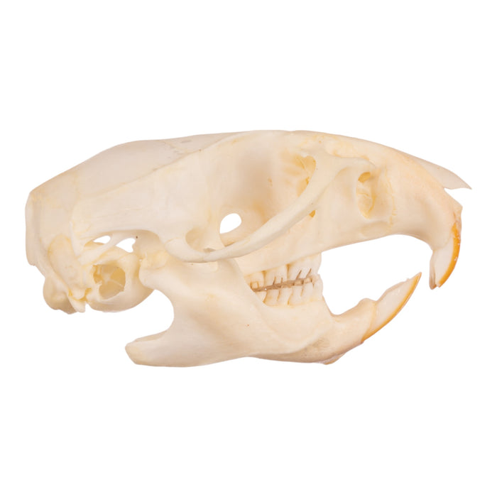 Real Hispid Cotton Rat Skull