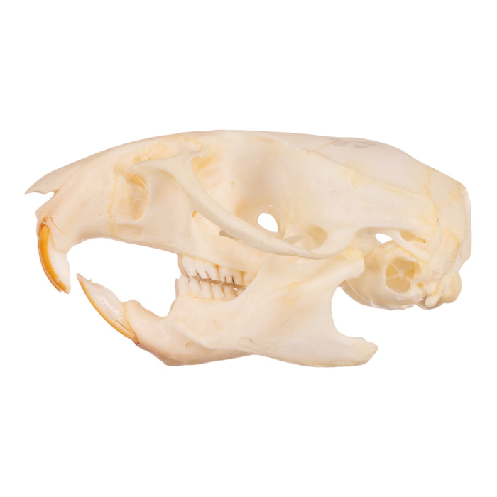 Real Hispid Cotton Rat Skull