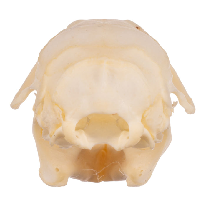 Real Hispid Cotton Rat Skull