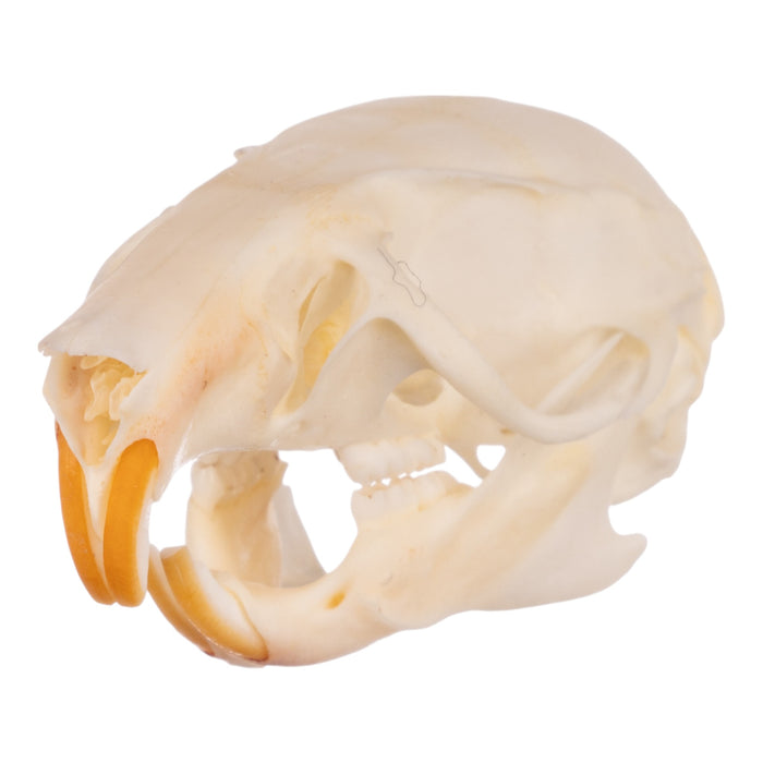 Real Black Rat Skull