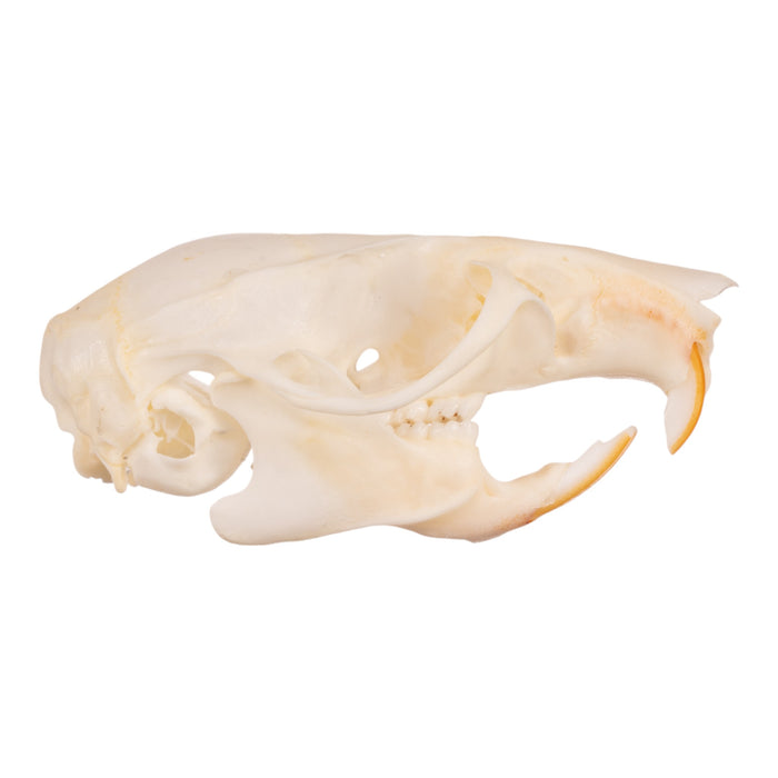 Real Black Rat Skull