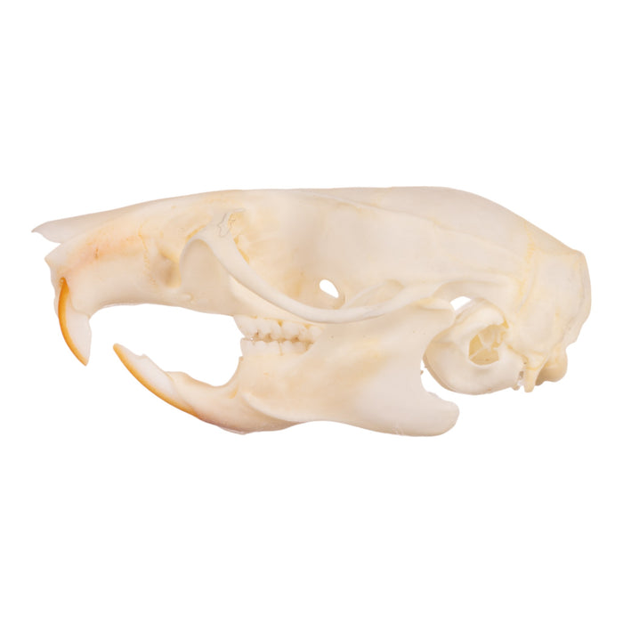 Real Black Rat Skull