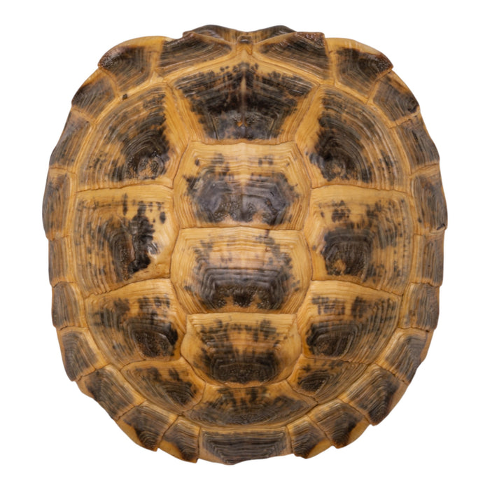 Real Russian Tortoise Shell