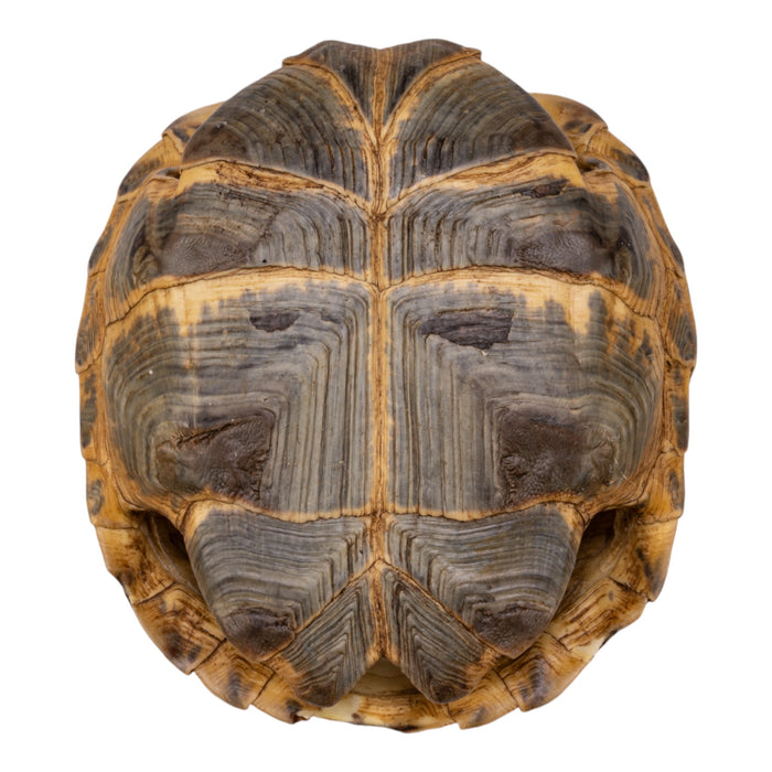 Real Russian Tortoise Shell