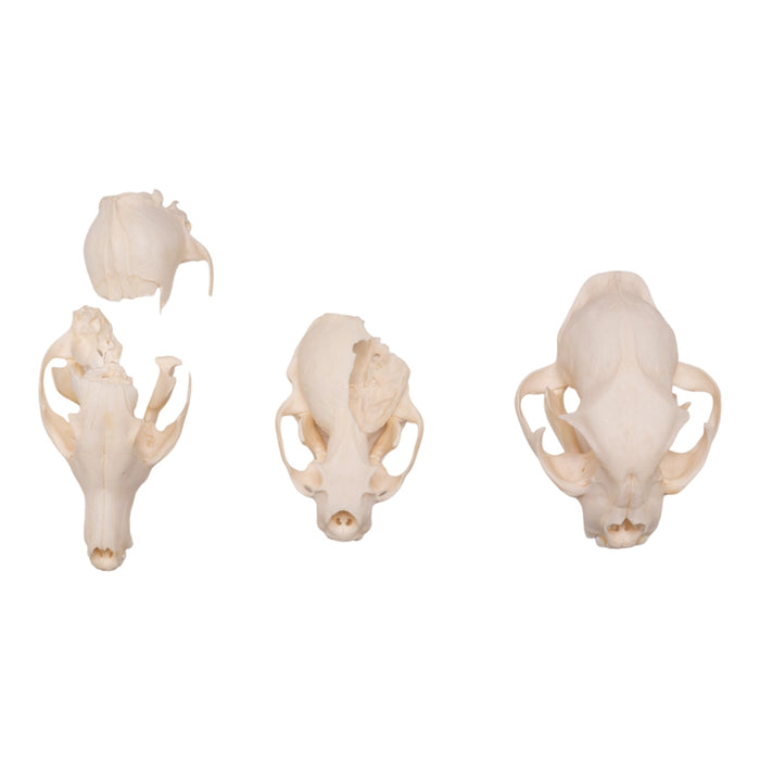 Real Bag-O-North American Mammal Skulls