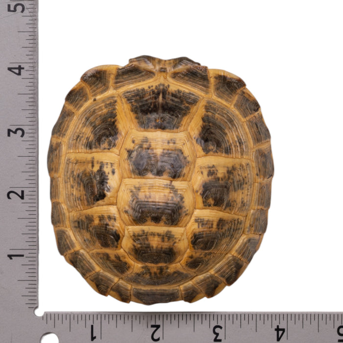 Real Russian Tortoise Shell