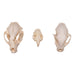 Real Bag-O-North American Mammal Skulls