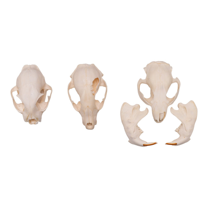 Real Bag-O-North American Mammal Skulls