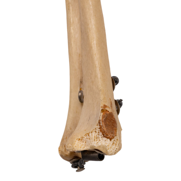 Real Human Left Arm - Articulated, Partial