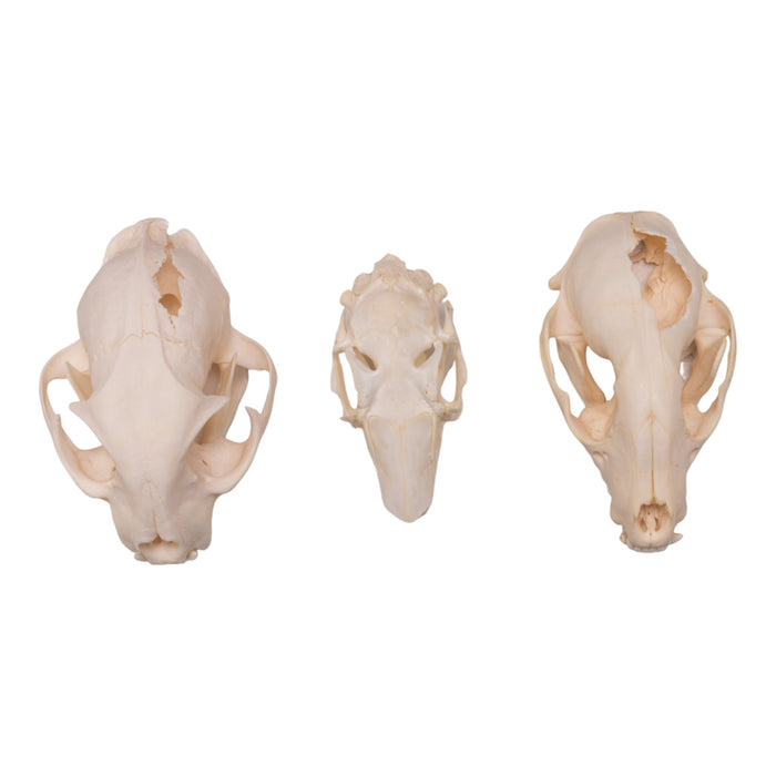 Real Bag-O-North American Mammal Skulls