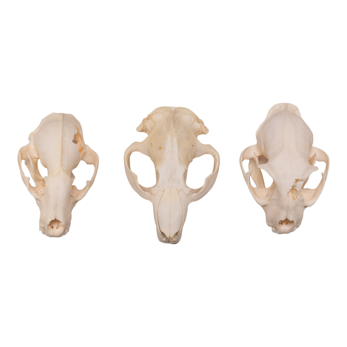 Fashion 1 dozen Ethically Sourced Medium Mouse skulls