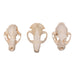 Real Bag-O-North American Mammal Skulls