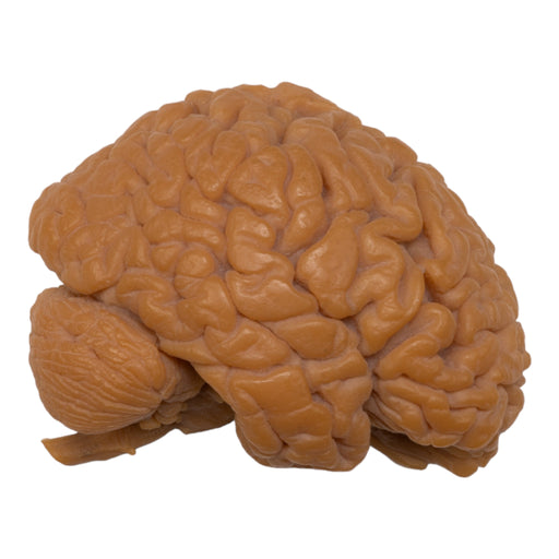 Replica Human Half Brain