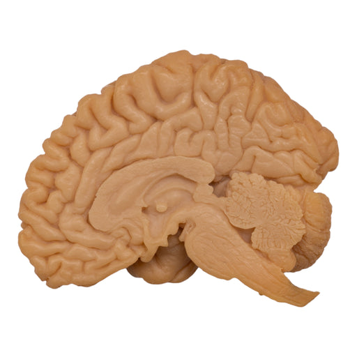 Replica Human Half Brain