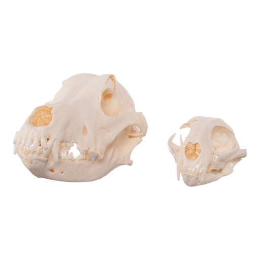 Real Bag-O-Canine and Feline Skulls