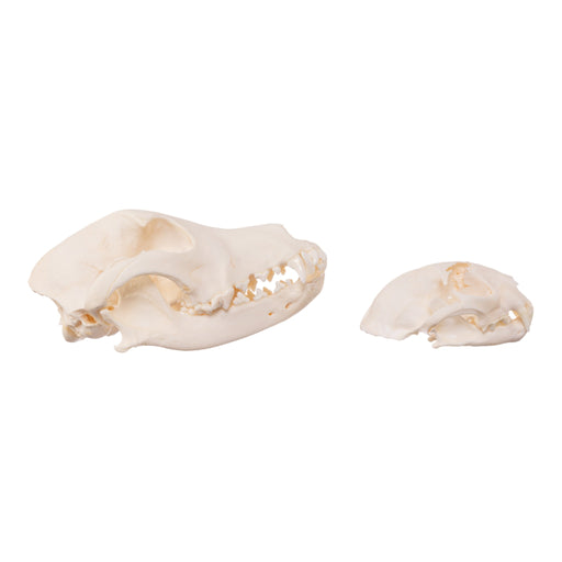 Real Bag-O-Canine and Feline Skulls