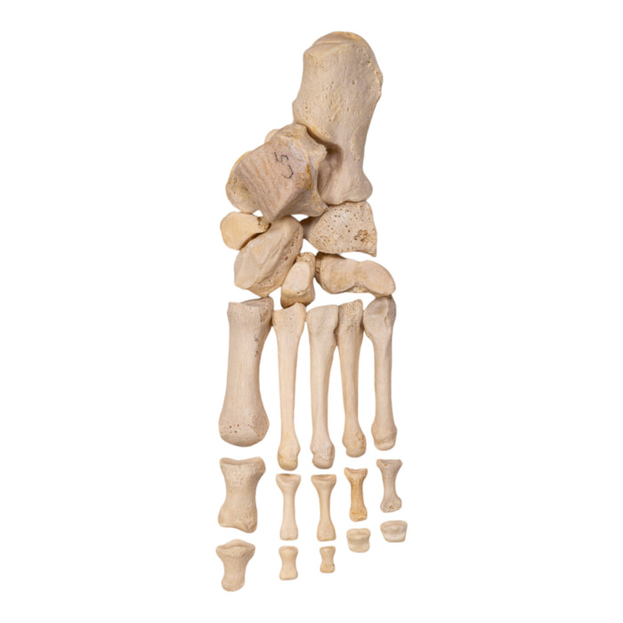 Real Human Left Foot - Partial