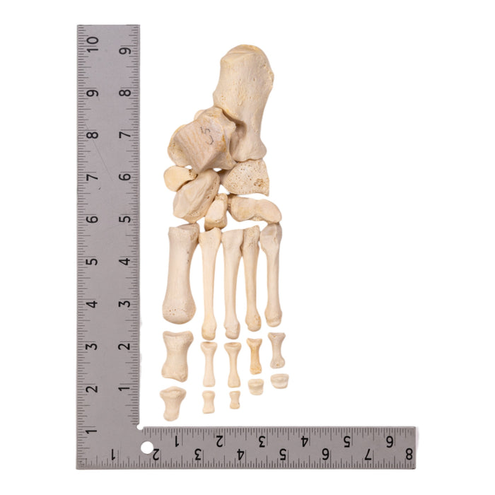 Real Human Left Foot - Partial