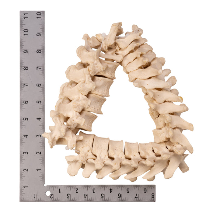 Real Human Spine - Disarticulated