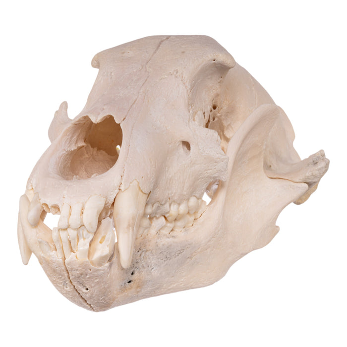 Real Grizzly Bear Skull - Damaged