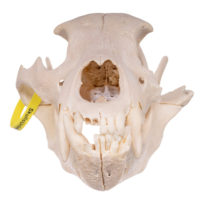 Real Grizzly Bear Skull - Damaged