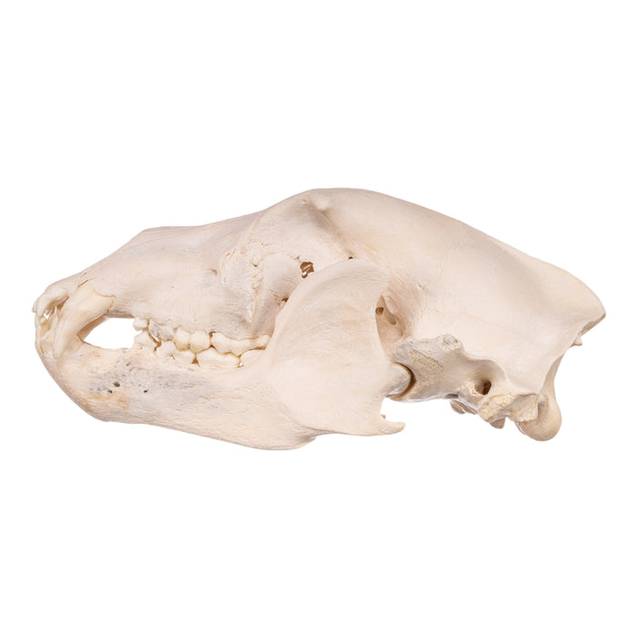 Real Grizzly Bear Skull - Damaged