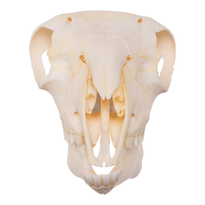 Real Domestic Sheep Skull - Adolescent