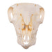 Real Domestic Sheep Skull - Adolescent