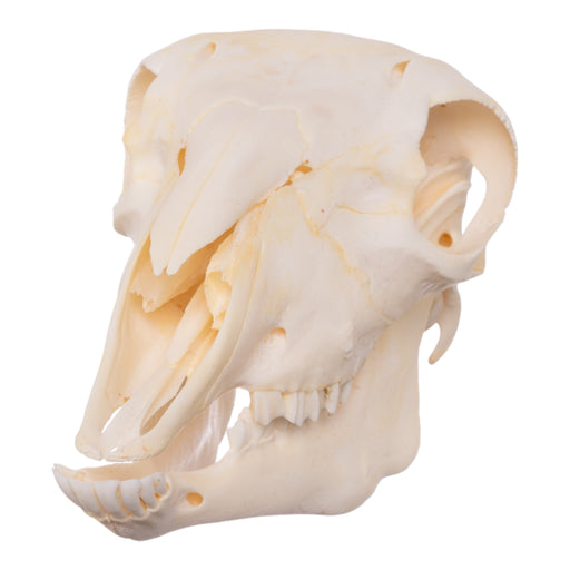 Real Domestic Sheep Skull - Adolescent