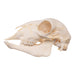 Real Domestic Sheep Skull - Adolescent