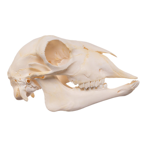 Real Domestic Sheep Skull - Adolescent