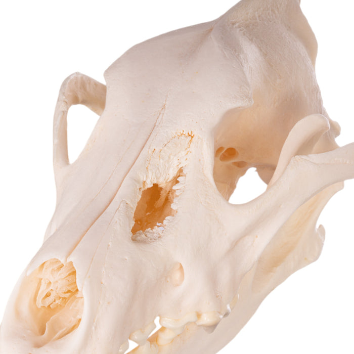 Real Gray Wolf Skull - Pathology