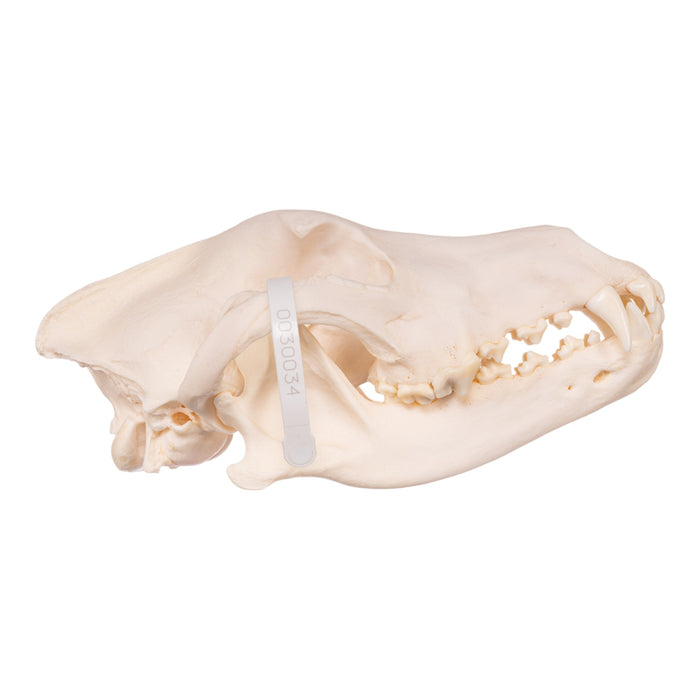 Real Gray Wolf Skull - Pathology