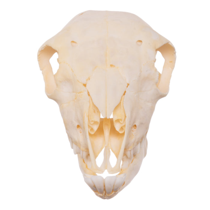 Real Domestic Sheep Skull - Juvenile